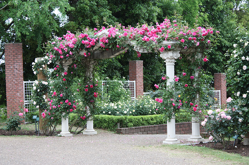 とんぼ池公園